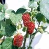 Taybær 'Medana' Rubus X Tayberry 'Medana' Potte 2,0 Liter,- Opbundet 2 Taybær 'Medana' Rubus X Tayberry 'Medana' Potte 2,0 Liter,- Opbundet -Osmo Salgsbutik p2957 48885 rubus x tayberry medana e7fb