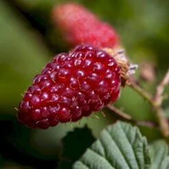 Taybær 'Medana' Rubus X Tayberry 'Medana' Potte 2,0 Liter,- Opbundet -Osmo Salgsbutik p2957 50676 rubus x tayberry medana 2e27