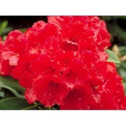 'Wilgen's Ruby' Rhododendron Hybrid 'Wilgen's Ruby' Potte 5,0 Liter,- 30-40 Cm. -Osmo Salgsbutik p2995 2319 r hybrid wilgen s ruby acbb