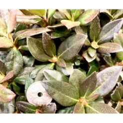 'Lavendula' Rhododendron Hybrid 'Lavendula' Potte 2,0 Liter,- 20-25 Cm. -Osmo Salgsbutik p3005 38025 rhododendron hybrid lavendula c597