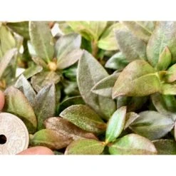 'Lavendula' Rhododendron Hybrid 'Lavendula' Potte 2,0 Liter,- 20-25 Cm. -Osmo Salgsbutik p3005 38026 rhododendron hybrid lavendula d174