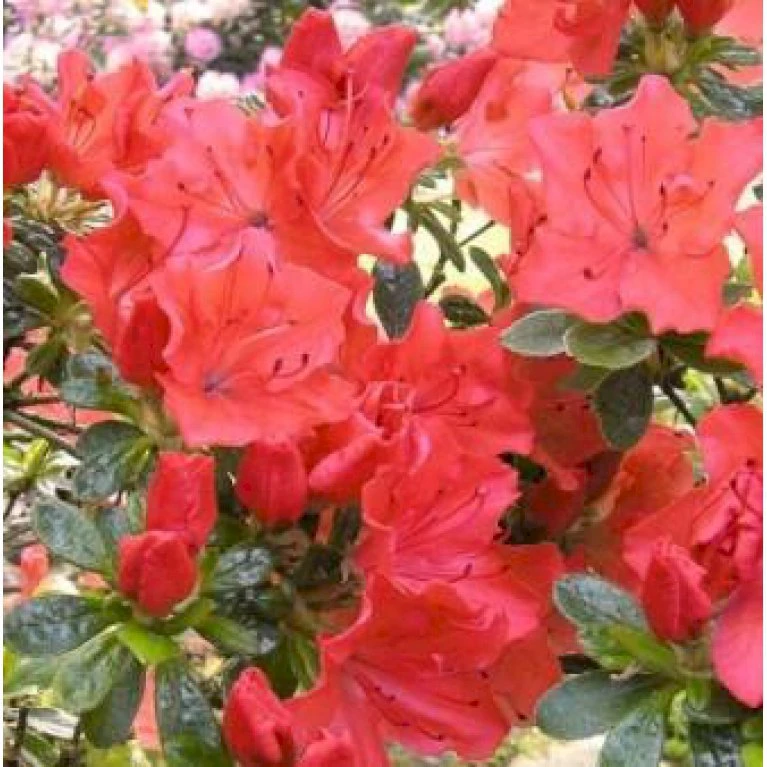 'Geisha Satschiko Orange' Rhododendron Obtusum 'Geisha Satschiko Orange' Potte 2,0 Liter,- 20-25 Cm. 3 'Geisha Satschiko Orange' Rhododendron Obtusum 'Geisha Satschiko Orange' Potte 2,0 Liter,- 20-25 Cm.