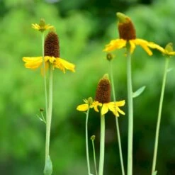 Stor Solhat Rudbeckia Maxima 1 Liter Potte -Osmo Salgsbutik p31219 46493 rudbeckia maxima 5418