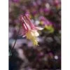 Akeleje 'Little Lanterns' Aquilegia Canadensis 'Little Lanterns' 1 Liter Potte -Osmo Salgsbutik p3124 2394 aquilegia canadensis little lanterns ad43