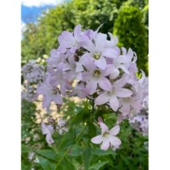 Mælkeklokke 'Loddon Anna' Campanula Lactiflora 'Loddon Anna' 1 Liter Potte -Osmo Salgsbutik p3144 41068 campanula lactiflora loddon anna bf9b