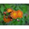 Pomeranshøgeurt Hieracium Aurantiacum 1 Liter Potte -Osmo Salgsbutik p3149 33638 hieracium aurantiacum c66a
