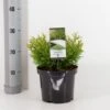 Dværg Hønsebenstræ 'Nana' Thujopsis Dolobrata 'Nana' Potte 3,0 Liter,- 20-25 Cm. -Osmo Salgsbutik p3150 33486 thujopsis dolobrata nana 69a8