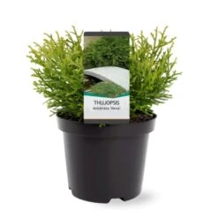 Dværg Hønsebenstræ 'Nana' Thujopsis Dolobrata 'Nana' Potte 3,0 Liter,- 20-25 Cm. -Osmo Salgsbutik p3150 38854 image b73f