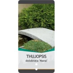 Dværg Hønsebenstræ 'Nana' Thujopsis Dolobrata 'Nana' Potte 3,0 Liter,- 20-25 Cm. -Osmo Salgsbutik p3150 38855 image e777