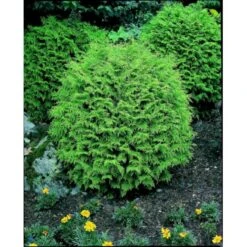 Ædelcypres 'Globosa' Chamaecyparis Lawsoniana 'Globosa' Potte 3,0 Liter,- 30-40 Cm. -Osmo Salgsbutik p3214 2443 chamaecyparis lawsoniana globosa 8f2c