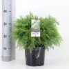 Ædelcypres 'Globosa' Chamaecyparis Lawsoniana 'Globosa' Potte 3,0 Liter,- 30-40 Cm. -Osmo Salgsbutik p3214 33423 chamaecyparis lawsoniana globosa bf27
