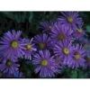 Amellusasters 'Mira' Aster Amellus 'Mira' 1 Liter Potte -Osmo Salgsbutik p3248 2458 aster amellus mira 4251