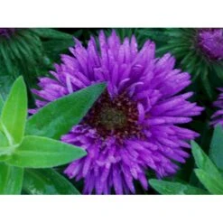 Høstasters 'Purple Dome' Aster Novae-angliae 'Purple Dome' 1 Liter Potte