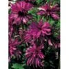Solhat 'Doubledecker' Echinacea Purpurea 'Doubledecker' 1 Liter Potte -Osmo Salgsbutik p3288 2483 echinacea purpurea doubledecker e13a
