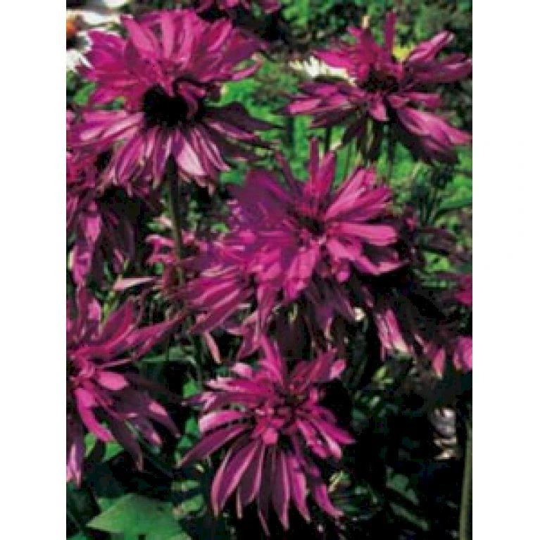 Solhat 'Doubledecker' Echinacea Purpurea 'Doubledecker' 1 Liter Potte 3 Solhat 'Doubledecker' Echinacea Purpurea 'Doubledecker' 1 Liter Potte