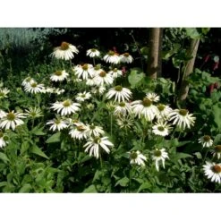 Hvid Solhat 'White Swan' Echinacea Purpurea 'White Swan' 1 Liter Potte