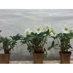 Julerose 'Christmas Carol' Helleborus Niger 'Christmas Carol' Med Potte