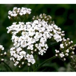 Almindelig Røllike Achillea Millefolium 1 Liter Potte