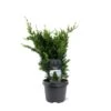 Søjle Ædelcypres 'Wisselii' Chamaecyparis Lawsoniana 'Wisselii' Potte 3,0 Liter,- 40-60 Cm. -Osmo Salgsbutik p33070 53435 chamaecyparis lawsoniana wisselii f039