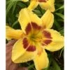 Daglilje 'King Georg' Hemerocallis 'King Georg' Potte 2 Liter. -Osmo Salgsbutik p3307 40732 hemerocallis king georg 243a