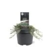 Krybende Enebær 'Icee Blue' Juniperus Horizontalis 'Icee Blue' Potte 3,0 Liter,- 25-30 Cm. -Osmo Salgsbutik p33082 43331 juniperus horizontalis icee blue 7c29