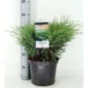 Sevenbom Juniperus Sabina Potte 5,0 Liter,- 40-50 Cm. -Osmo Salgsbutik p33085 33848 juniperus sabina 7e86