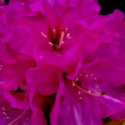 'Pearce's American Beauty' Rhododendron Hybrid 'Pearce's American Beauty' Potte 10 Liter 40-50 Cm. -Osmo Salgsbutik p33144 36940 rhododendron hybrid pearce s american beauty d4e4