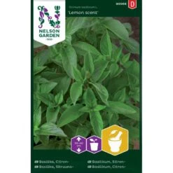 Citronbasilikum 'Lemon Scent' Ocimum Basilicum L. 'Lemon Scent'