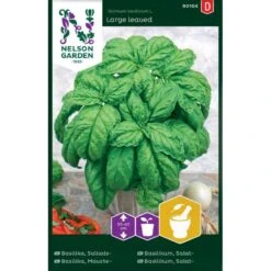 Storbladet Salatbasilikum Ocimum Basilicum L. Large Leaved