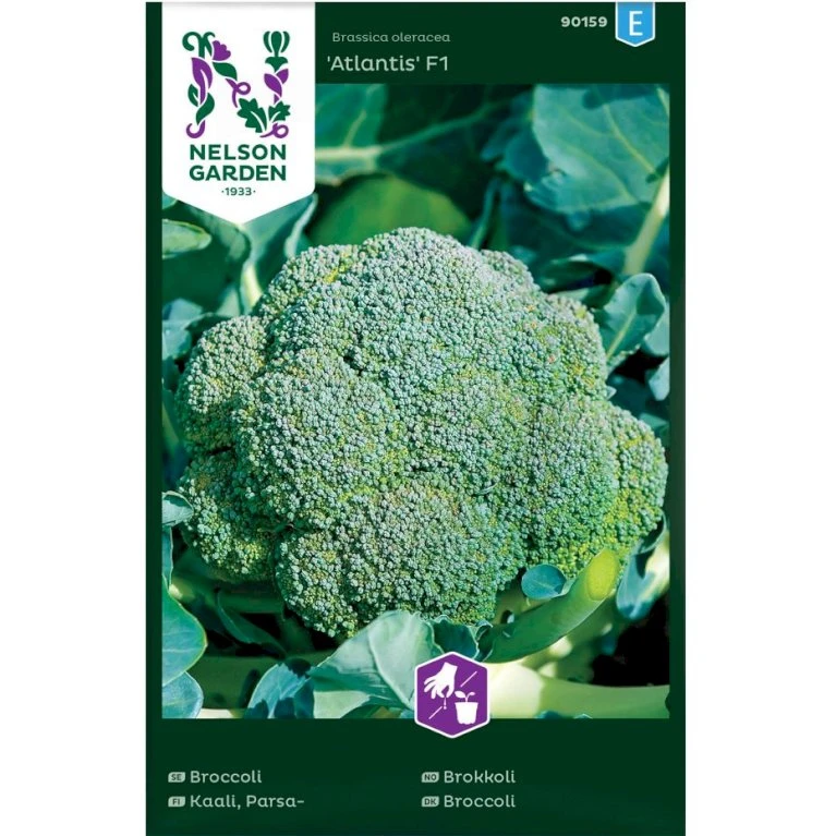 Broccoli 'Alantis' F1 Brassica Oleracea 'Atlantis' F1 3 Broccoli 'Alantis' F1 Brassica Oleracea 'Atlantis' F1