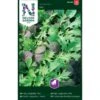 Japanske Bladgrønsager Mix Brassica Rapa Mix -Osmo Salgsbutik p33655 37073 brassica rapa mix ce7a