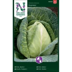 Spidskål 'Express' Brassica Oleracea 'Express'