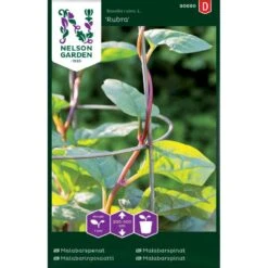 Malabarspinat 'Rubra' Basella Rubra L. 'Rubra'