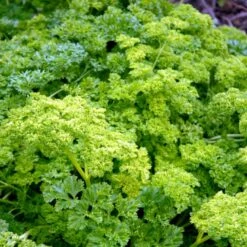 Kruspersille 'Grüne Perle' Øko Petroselinum Crispum 'Grüne Perle' -Osmo Salgsbutik p33730 54635 petroselinum crispum gruene perle e4ca