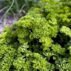 Kruspersille 'Grüne Perle' Øko Petroselinum Crispum 'Grüne Perle' -Osmo Salgsbutik p33730 54636 petroselinum crispum gruene perle de78