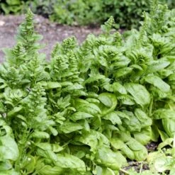 Spinat 'Vroeg Reuzenblad' Øko Spinacia Oleracea L. 'Vroeg Reuzenblad' -Osmo Salgsbutik p33792 54668 spinacia oleracea l vroeg reuzenblad e1ba