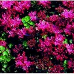 Rød Stenurt 'Summer Glory' Sedum Spurium 'Summer Glory' 10 Cm. Potte