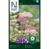 Prydgulerod 'Dara' Daucus Carota 'Dara' -Osmo Salgsbutik p33860 37214 daucus carota dara 5592