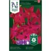 Prydtobak 'Crimson Bedder' Nicotiana X Sanderae 'Crimson Bedder' -Osmo Salgsbutik p33862 37216 nicotiana x sanderae crimson bedder 6e15