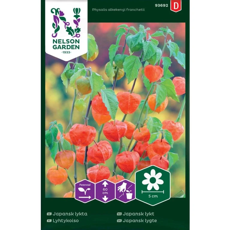 Japansk Lygte Physalis Alkekengi Franchetii 3 Japansk Lygte Physalis Alkekengi Franchetii