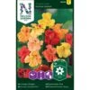Slyngblomsterkarse 'Glorius Gleam' Tropaeolum Majus 'Glorius Gleam' -Osmo Salgsbutik p33899 37248 tropaeolum majus glorius gleam 149a