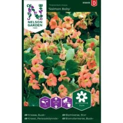 Buskblomsterkarse 'Salmon Baby' Tropaeolum Majus 'Salmon Baby'