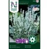 Ægte Lavendel 'Ellagance Ice' Lavandula Angustifolia 'Ellagance Ice' -Osmo Salgsbutik p33910 37257 lavandula angustifolia ellagance ice 43ad