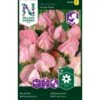 Ærteblomst 'Royal Rose' Lathyrus Odoratus L. 'Royal Rose' 2 Ærteblomst 'Royal Rose' Lathyrus Odoratus L. 'Royal Rose' -Osmo Salgsbutik p33923 37269 lathyrus odoratus l royal rose c7a0