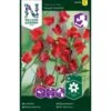 Ærteblomst, Royal Scarlet, Rød Lathyrus Odoratus L. 'Royal Scarlet' 1 Ærteblomst, Royal Scarlet, Rød Lathyrus Odoratus L. 'Royal Scarlet' -Osmo Salgsbutik p33924 37270 lathyrus odoratus l royal scarlet 796d