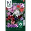 Ærteblomst 'Royal Mix' Big Pack Lathyrus Odoratus L. 'Royal' Mix -Osmo Salgsbutik p33927 37273 lathyrus odoratus l royal mix 67f2