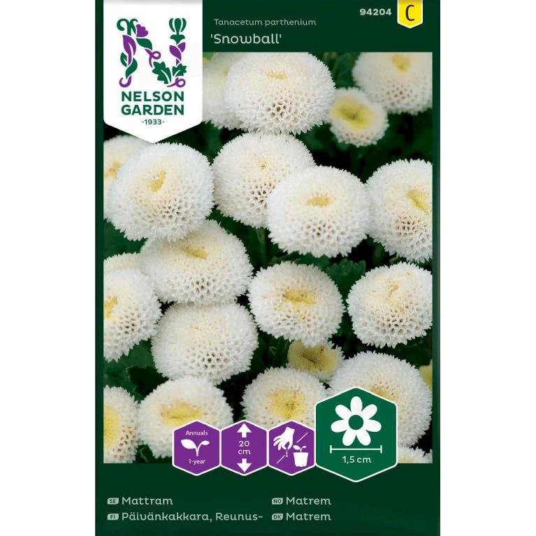 Matrem 'Snowball' Tanacetum Parthenium 'Snowball' 3 Matrem 'Snowball' Tanacetum Parthenium 'Snowball'