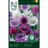 Enårig Papirblomst Mix Xeranthemum Annuum 2 Enårig Papirblomst Mix Xeranthemum Annuum -Osmo Salgsbutik p33939 37283 xeranthemum annuum 8ddc
