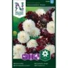 Enkeblomst 'Snowmaiden' X 'Black Knight' Scabiosa Atropurpurea 'Snowmaiden', 'Black Knight' -Osmo Salgsbutik p33954 37293 scabiosa atropurpurea snowmaiden black knight 15e1