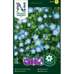 Blå Øjeblomst Nemophila Menziesii
